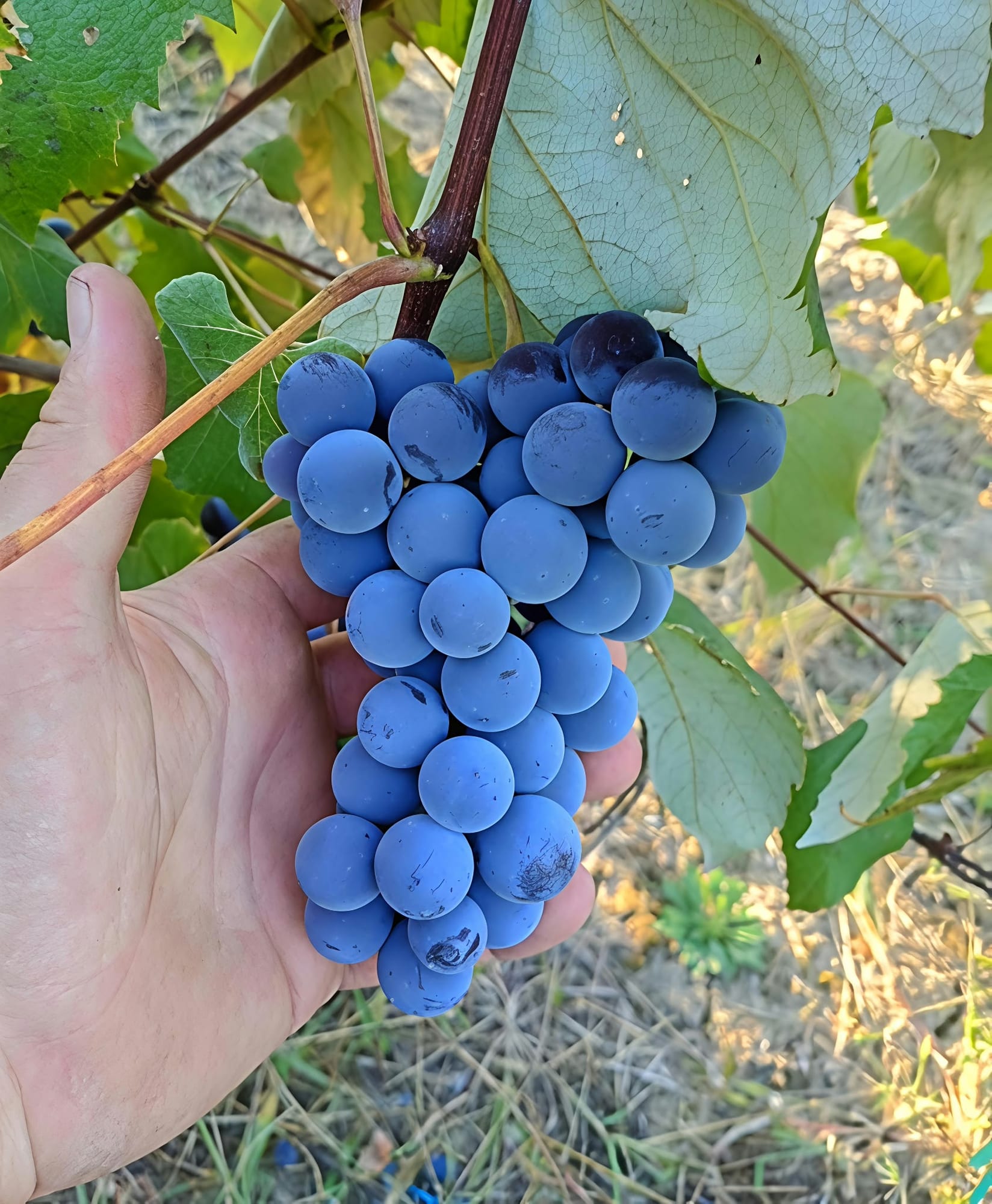 Viță de vie , soi capșunică
