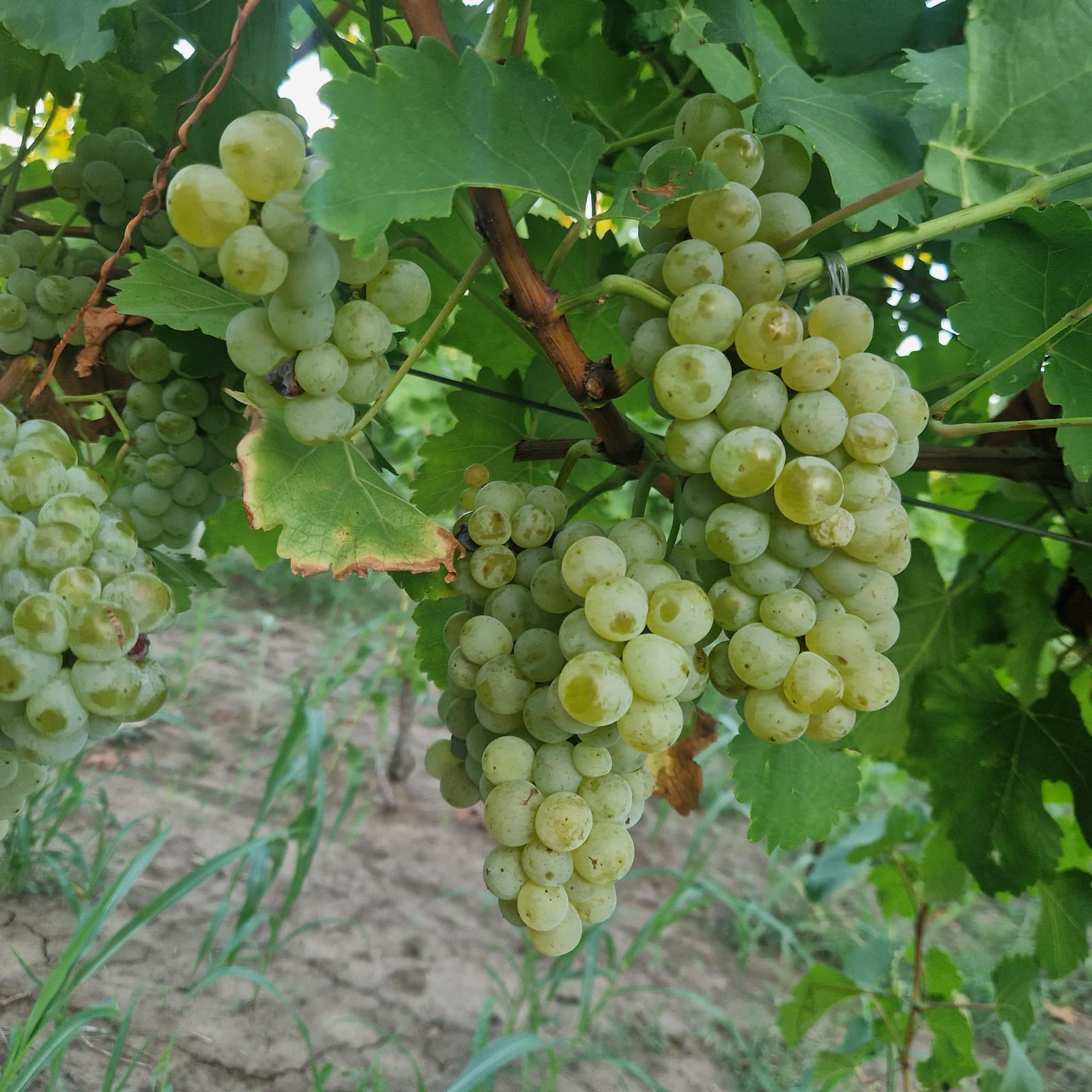 Viță de vie , soi Muscat Ottonel