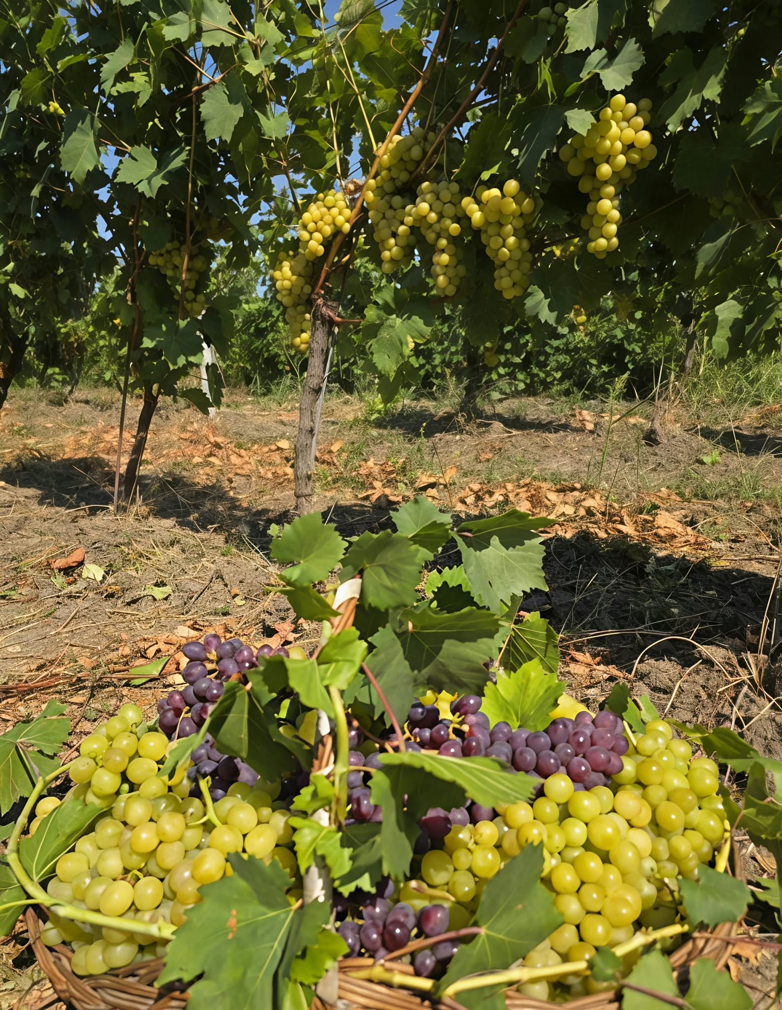 Viță de vie , soi  Busuioaca de Bohotin